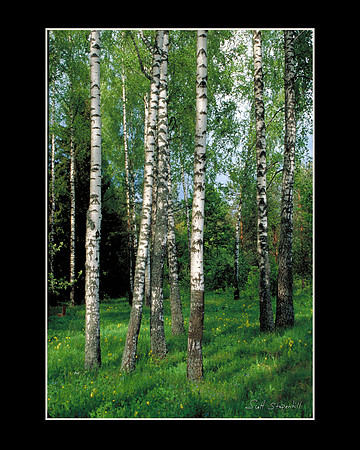 Russian Birch 1
