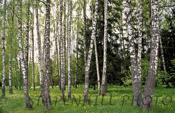 Birch, Russia