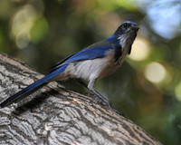 Scrub Jay Glendora, CA