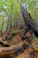 Nathaniel Owens Memorial Redwoods 2