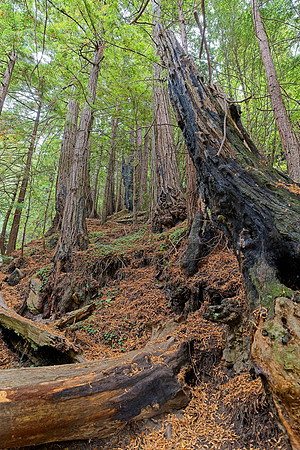 Nathaniel Owens Memorial Redwoods 2