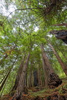 Nathaniel Owens Memorial Redwoods 1