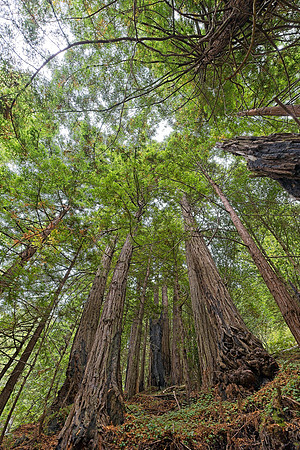 Nathaniel Owens Memorial Redwoods 1
