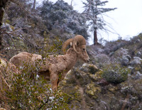 Big Horn Sheep 2 Lytle Creek, CA
