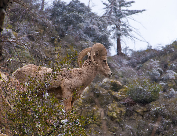 Big Horn Sheep 2 Lytle Creek, CA