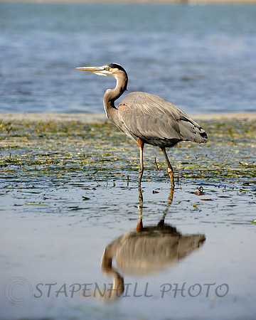Great Blue Heron 2 Morrow Bay, CA