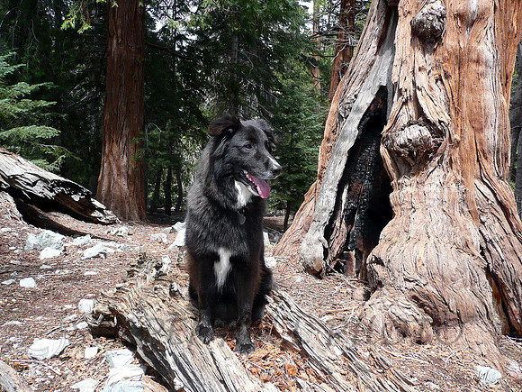Chico Lytle Creek, CA