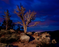 Light Painted Tree
