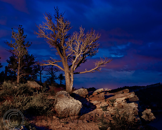 Light Painted Tree