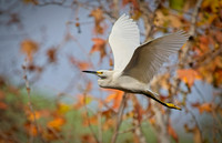 Bonelli Egret