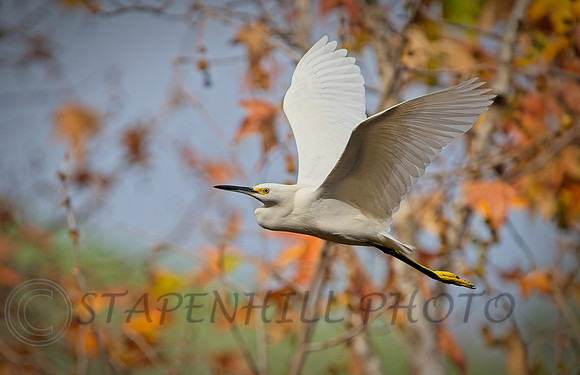 Bonelli Egret