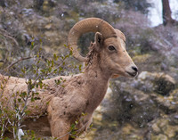 Big Horn Sheep 4 Lytle Creek, CA