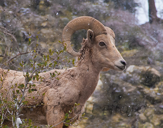 Big Horn Sheep 4 Lytle Creek, CA