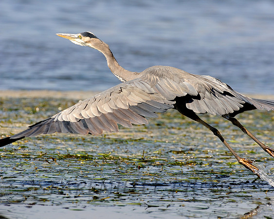 Great Blue Heron 3 Morrow Bay, CA