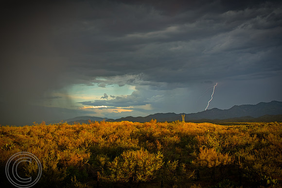 Arizona 8-2026 2