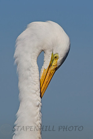 Bolsa Chica 9-2026 19