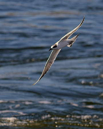Bolsa Chica 9-2026 14