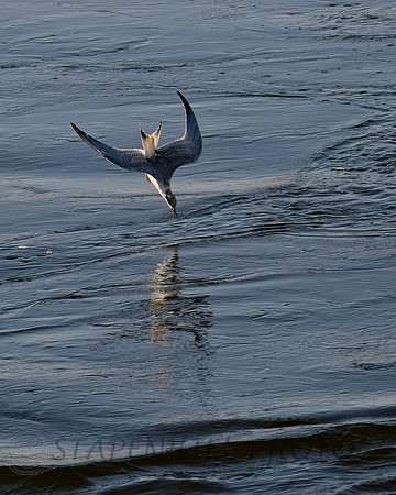 Bolsa Chica 9-2026 8