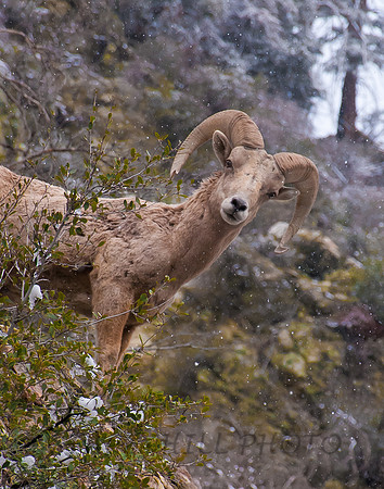 Big Horn Sheep 3 Lytle Creek, CA