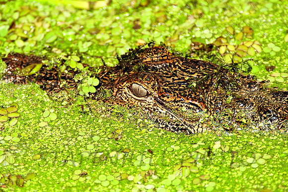 Alligator, Mississippi