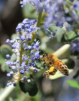 Bee Lytle Creek, CA