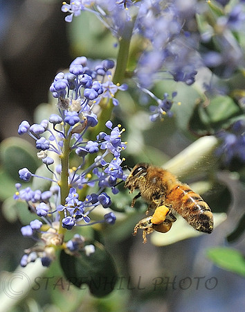Bee Lytle Creek, CA