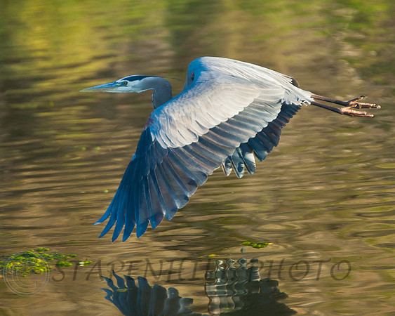 Great Blue Heron Avilla Beach-2633, CA