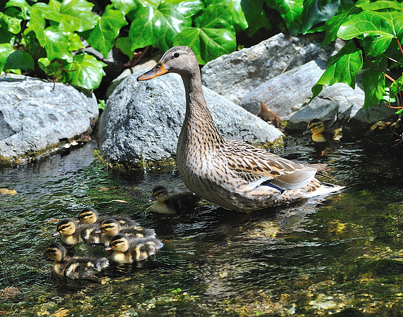 Mother Duck Lytle Creek, CA