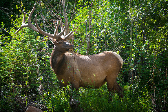 Elk Estes-7749