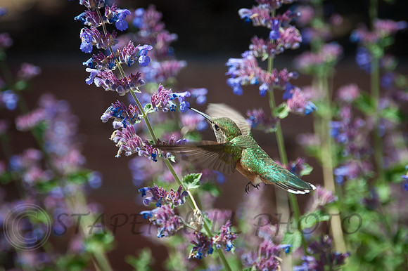 Humming Bird Estes-7580, CO