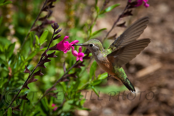 Humming Bird Estes-7598, CO