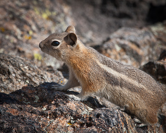 Chipmunk Estes-7035, CO