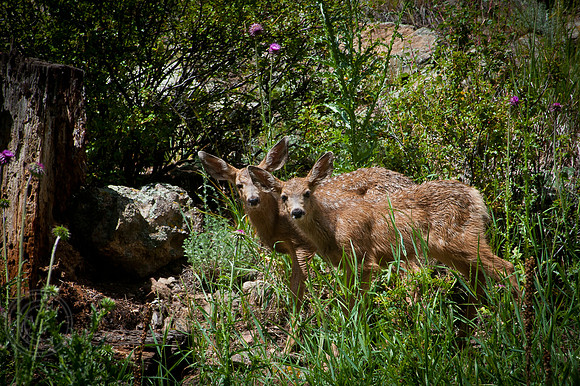 Fawn's Estes-7236, CO