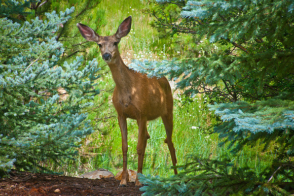 Deer Estes-7277, CO
