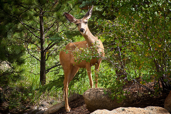 Deer Estes-7292, CO