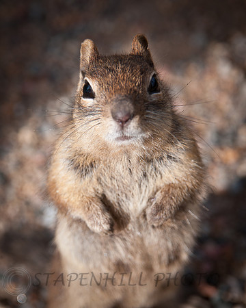 Chipmunk Estes-7338, CO