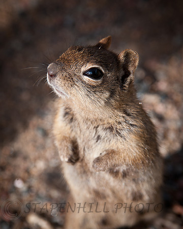 Chipmunk Estes-7339, CO