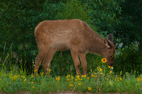 Elk Estes-7539, CO