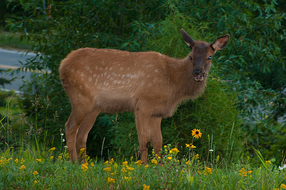 Elk Estes-7541, CO