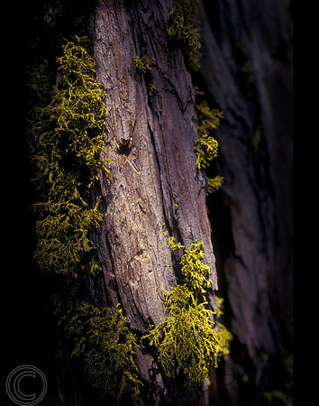 Shaded Bark, CA