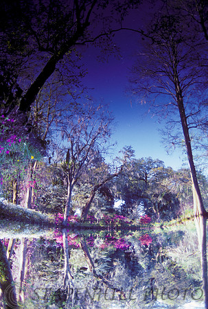 Southern Reflection, South Carolina