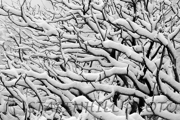 Manzanita Snow 3 Lytle Creek, CA