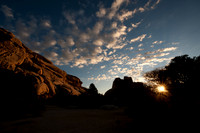 Joshua Tree-9510