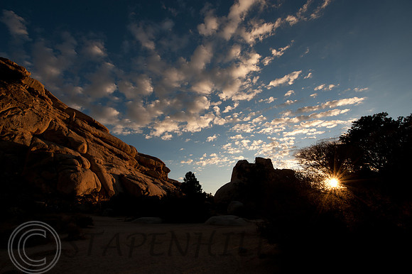 Joshua Tree-9510