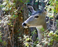 Deer Twin Lakes, CA