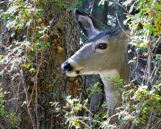 Deer Twin Lakes, CA