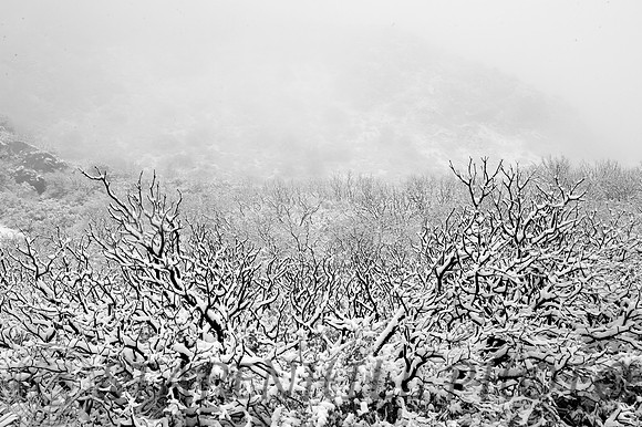 Manzanita Snow 2 Lytle Creek, CA