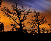 Painted Trees 2