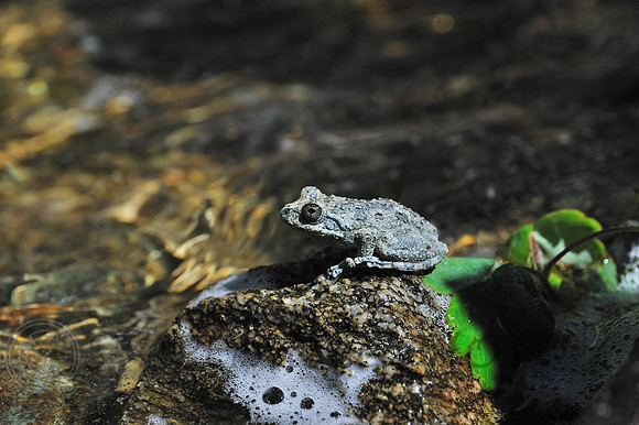 Frog Lytle Creek, CA