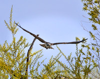 Osprey Mojave, CA